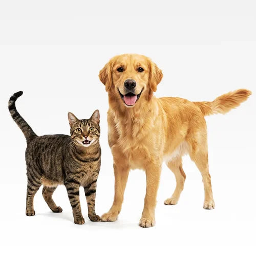 50% Off on Selected Pet Products collection featuring happy dogs and cats playing with toys and sleeping on cozy beds at Nova Mart